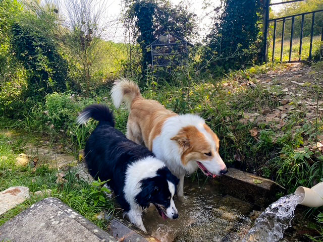 Pet-friendly Périgord campsite