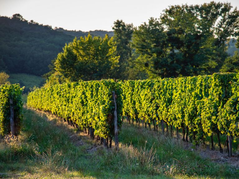 Bergerac wines