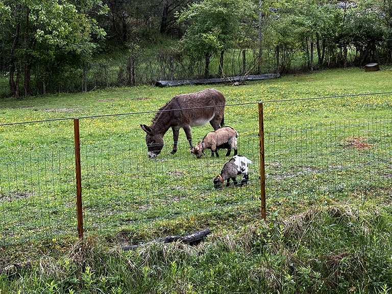 children's farm in the dordogne