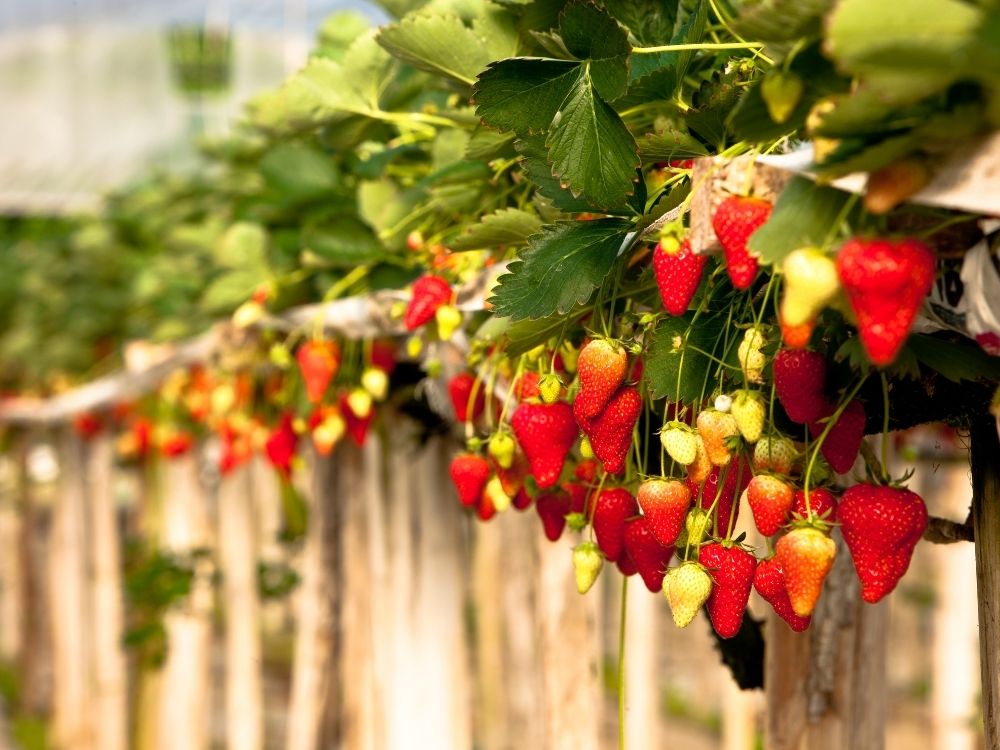 strawberries perigord