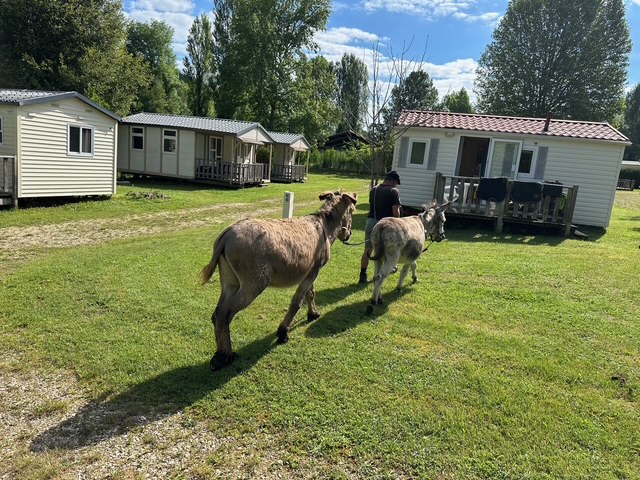 june 2024 fabrice et ses anes (8)