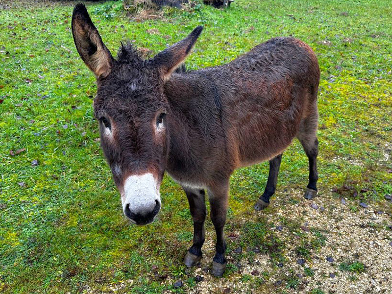 l'ane noissette farm camping dordogne