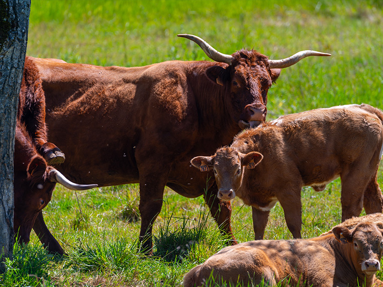 Périgord Limousin regional nature park